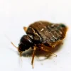 bed bugs