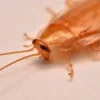 cockroach