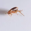 fleas