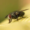 fly
