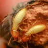 termites